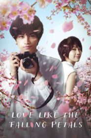 Love Like the Falling Petals 2022