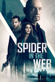 Spider in the Web 2019