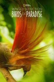 Winged Seduction: Birds of Paradise 2012