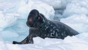 Frozen Planet II: 1×1