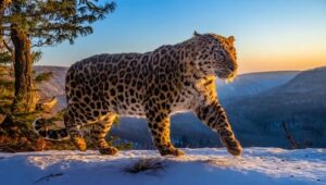 Frozen Planet II: 1×5